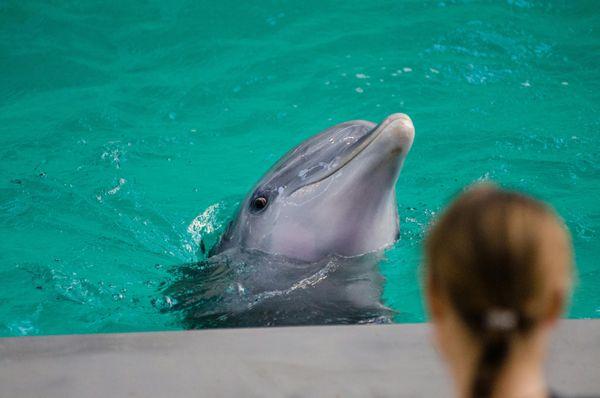 Panama City Beach Dolphin Tours