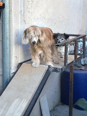 Custom metal and wood doggie door in an eagle rock apartment its 3 ft off grade