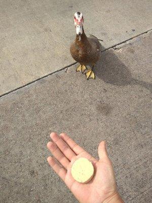 Found this little guy out in the parking lot. I shared one of my mazapan with him. : )