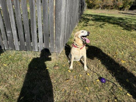 My cousin's former bomb dog Fercha and a turtle we found...She has a wonderful story and an awesome fur niece.