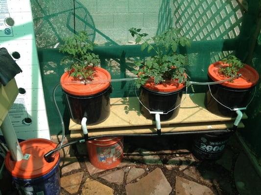 Dutch bucket maters no soil