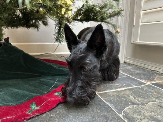 Zelda the Scottish Terrier sniffs under the Christmas tree