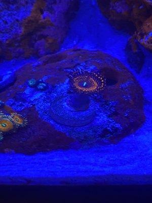 New WWC Illuminati zoa.