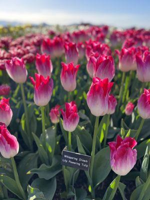 Roozengaarde Display Garden & Store