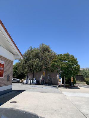 Trees around the car wash