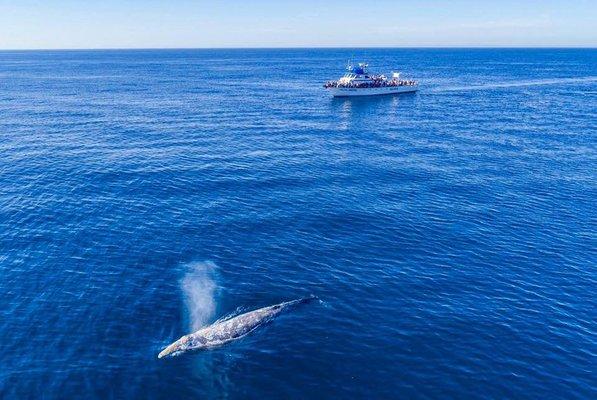 Southbound gray whale seen from the Dana Pride