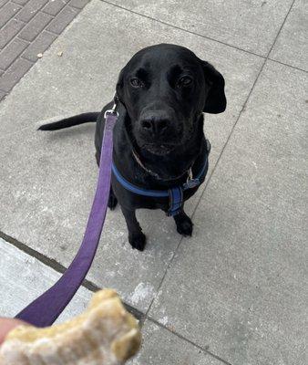 Otis loves our trips to the Bakery House.