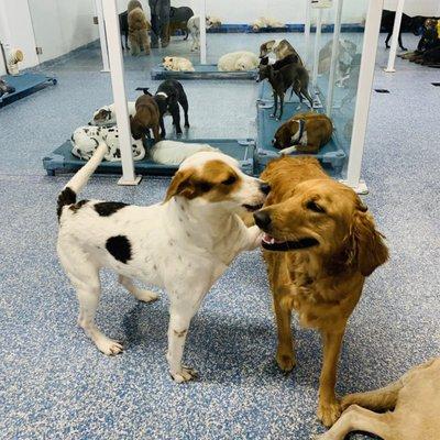 My pup (goofball hound on left) hanging out at daycare