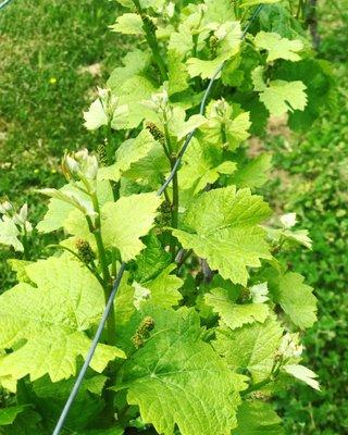 Our vines begin to bud in May.