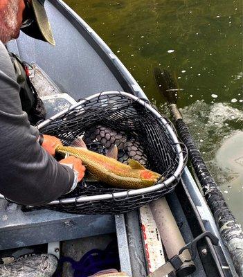 Big Buck Steelhead landed and in the net