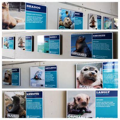 The Marine Mammal Center