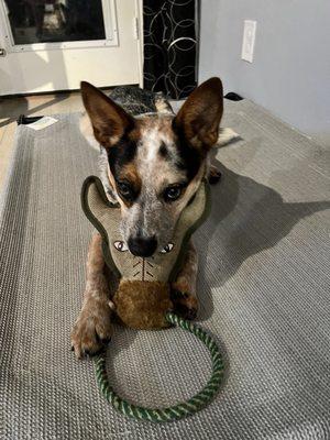 Ryn enjoying her pull toy from Bass Pro. Great quality and durable.