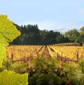 Portola Vineyards, in the Palo Alto foothills