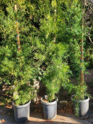 Podocarpus for privacy