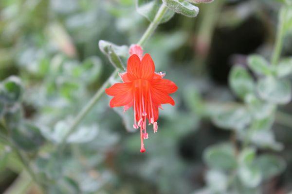 Flowers from Peace Garden