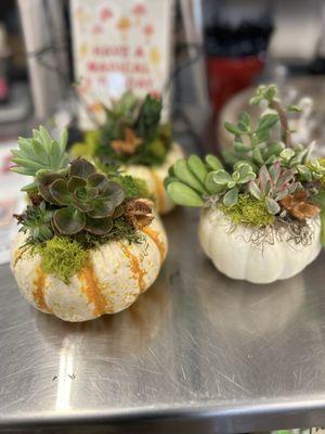 $25 for pumpkin succulents