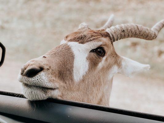 Absolute amazing!!! We bought the food they sell to feed the animals along the way!