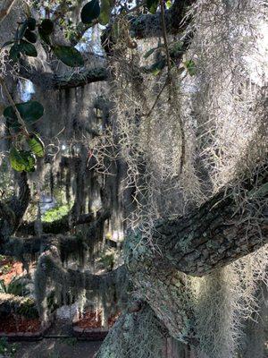 Beautiful Spanish moss covered trees.