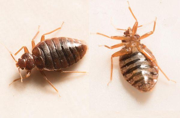 TYPICAL BEDBUGS SHOULD NOT BE FOUND IN BREAD, BUT THEY WERE TO MY SURPRISE. I THOUGHT THEY WERE TICKS, BUT THEY WERE BED BUGS.