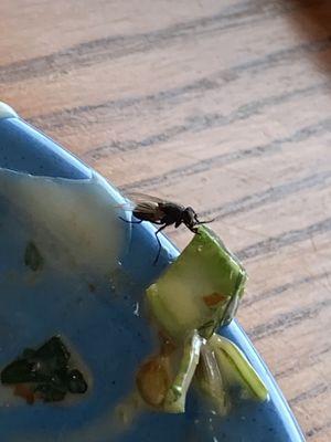 Persistent fly that finally got a bite after we finished