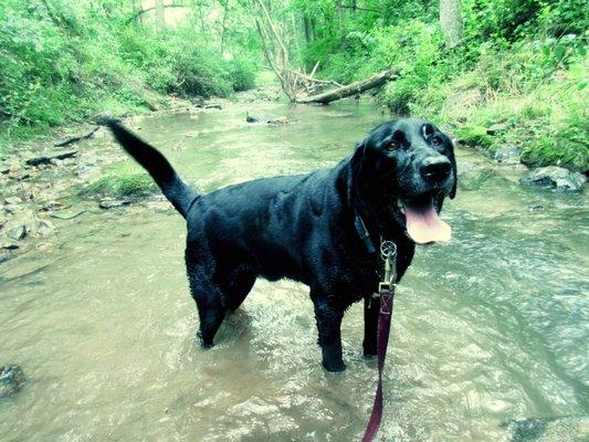 Taking a dip in the stream