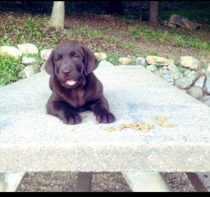 Shelby 8 weeks old/ July 2013