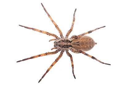 WOLF SPIDER