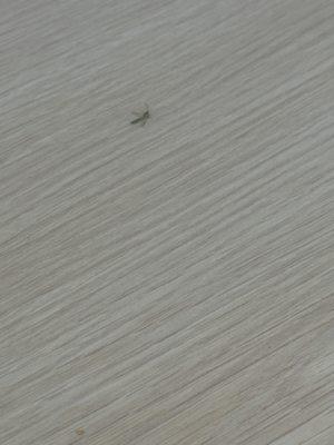 Bug on front table