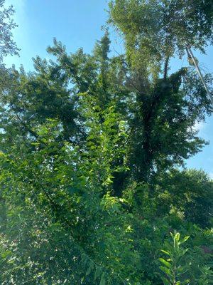 The foliage at the back of Mr. Gyros is perfect for social distance French fry dining