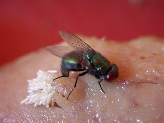 Example of fly eggs