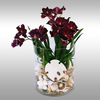 Miltonia Orchid with Seashells
 www.myfleursdevie.com