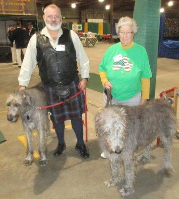 Irish Wolfhounds dog breed