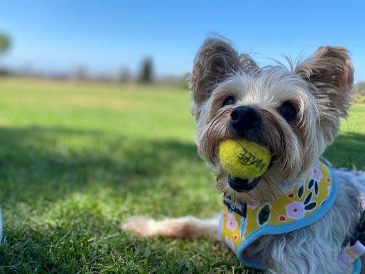 Mochi doesn't go anywhere without at least one (1) tennis ball in her mouth.