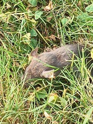 Rat in grass