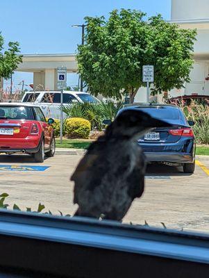 This bird was at our window the whole time! I think he was telling us eat more beef!