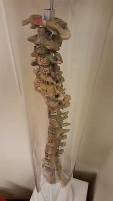 What?? a Paper Mache spine?