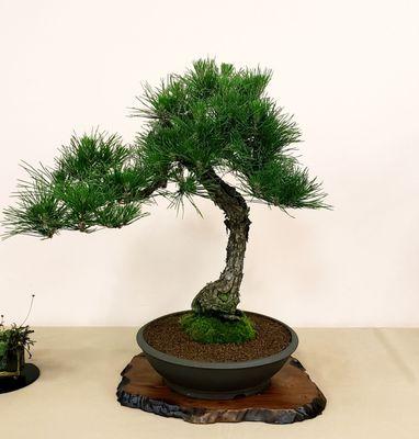 JAPANESE BLACK PINE (pinus thunbergii) by Jerry Carpenter, Years in Training: 50