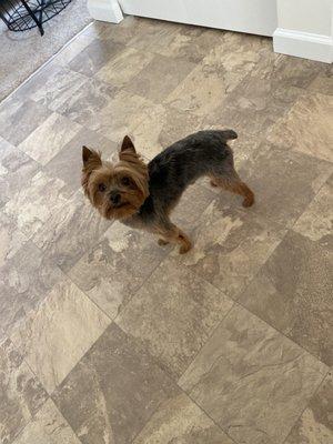 Dexter - Yorkie