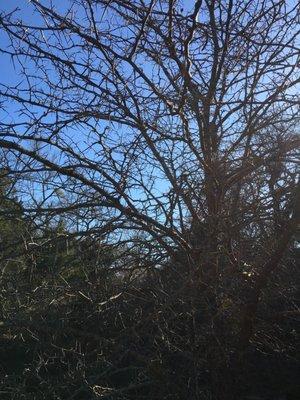 Tree with sharp and long thorns