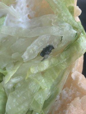 That is the inside of my torta and as you can see, there's a dead fly