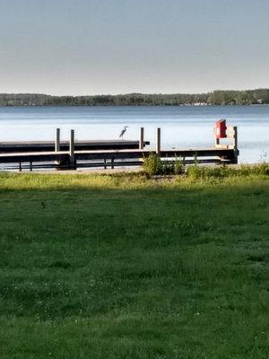 Cool bird on the dock.