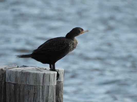 Double-crested cormorant