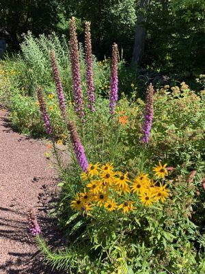 Wildflowers!