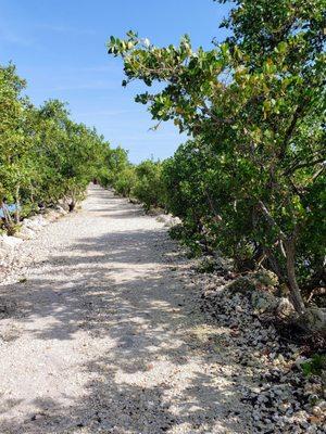 Walking Path at Biscayne National Park