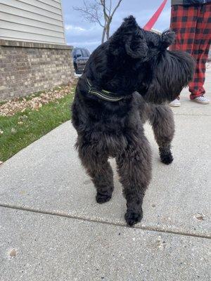 Uneven haircut from wash and wags