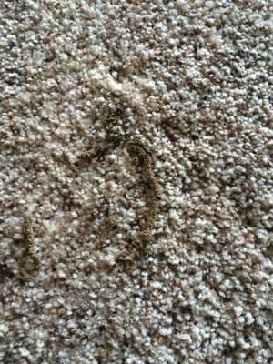 Subterranean Termites eating the carpet in the master bedroom.