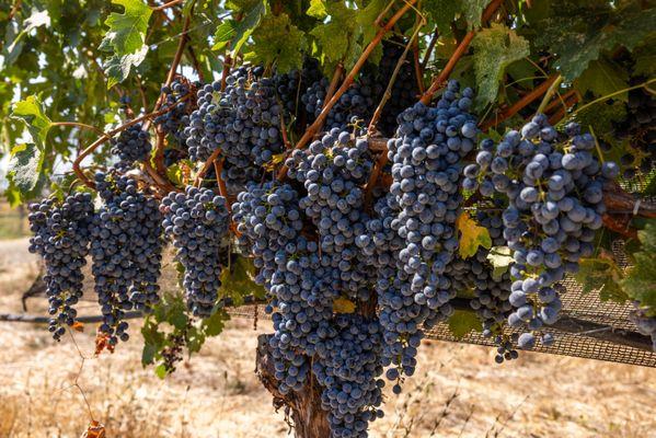 Healthy, happy, grapes, growing abundantly in our Alexander Valley Vineyard!