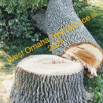 Ash tree getting removed from customer commercial property in West Omaha, NE. Provided by West Omaha Tree Service © 2024.