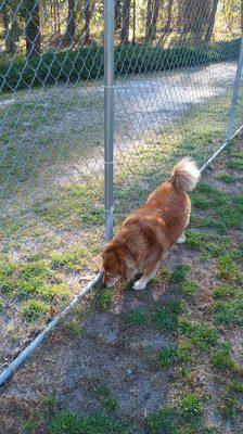 Here is one of the many boarders using our exercise yard to get some good sniff practice in!