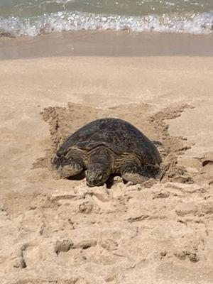 turttle crqwling on to the beach to rest and relax